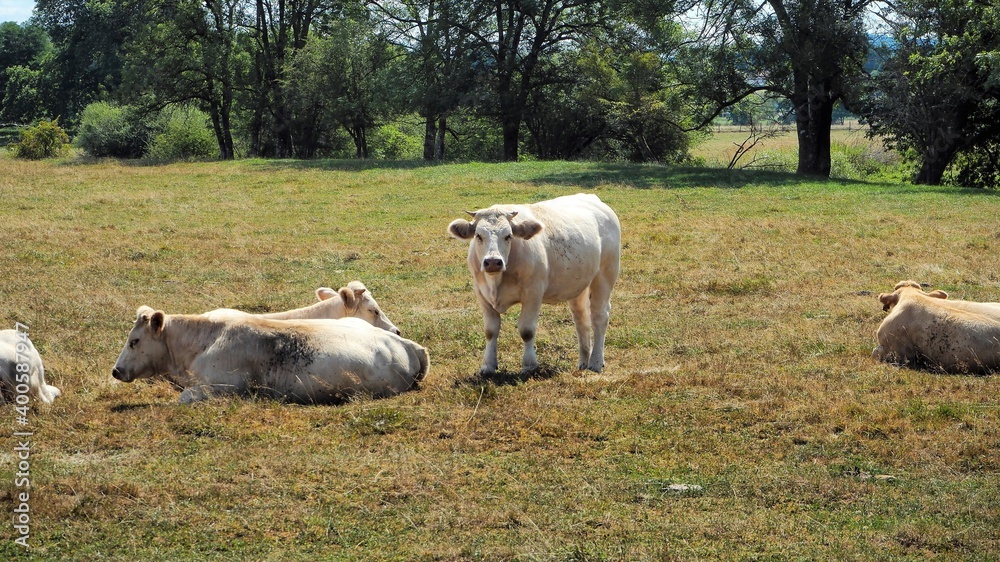 Fototapeta premium cows in a field