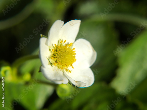 white flower