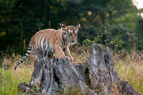 young siberian bengal tiger