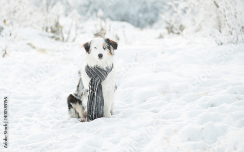 Australian shepherd sitting in winter forest. Gray scarf.