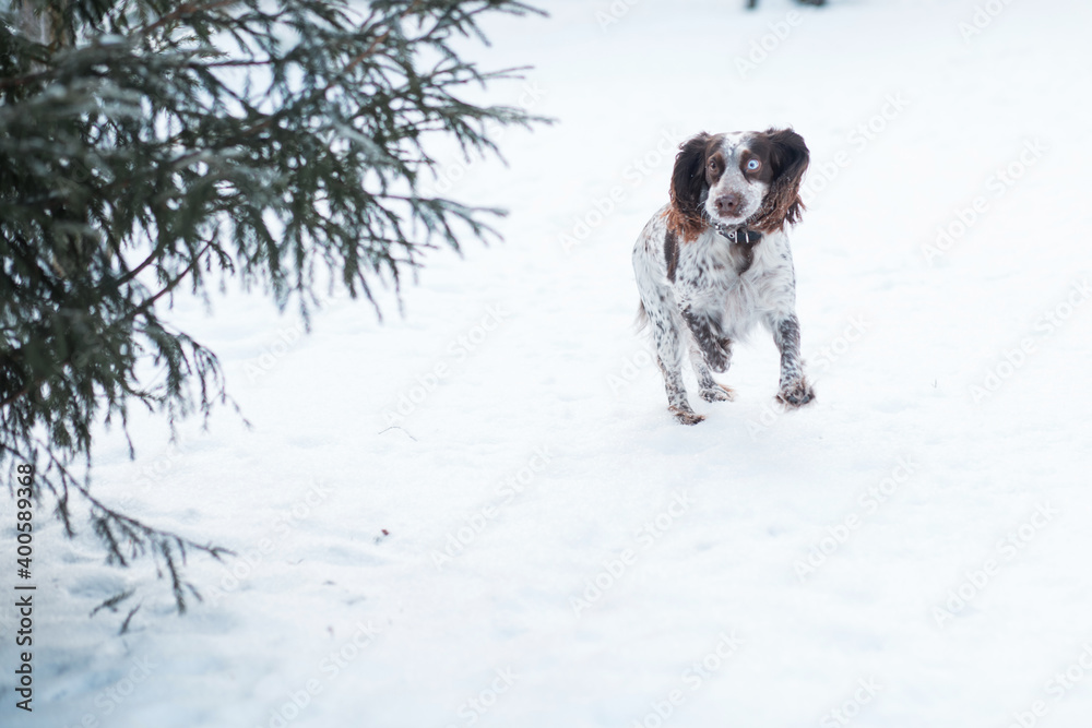 Funny chocolate spaniel with different eyes runing in winter. 