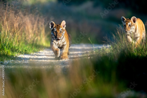 young siberian/bengal tiger