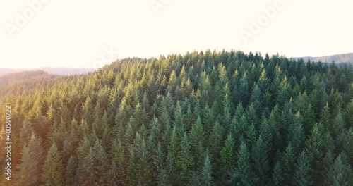 Pacific Northwest Green Forest at Sunset Washington  photo