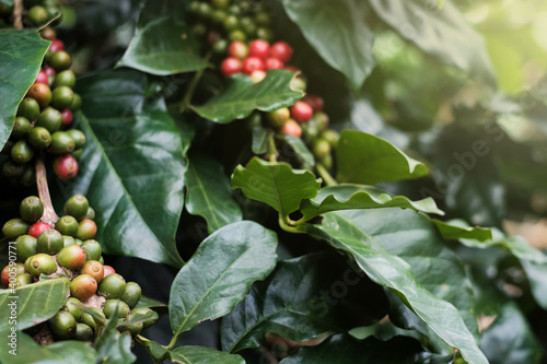 Raw coffee beans that are about to ripen ready to be harvested