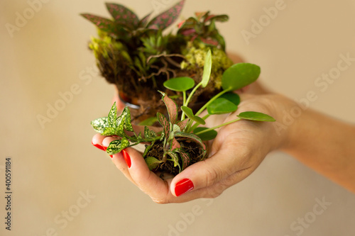 Detalhe de mãos femininas com unhas pintadas de vermelho e segurando algumas pequenas plantas.