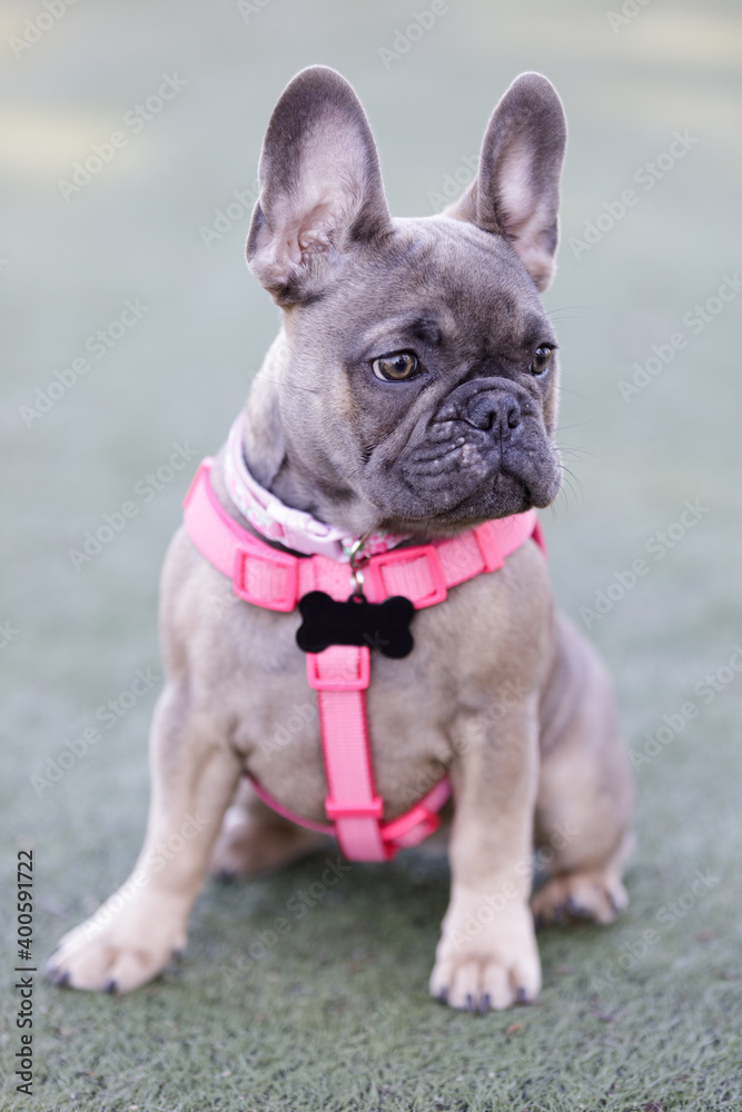 Old blue hotsell french bulldog