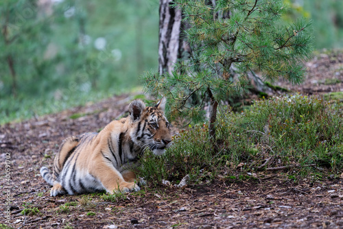 young siberian bengal tiger