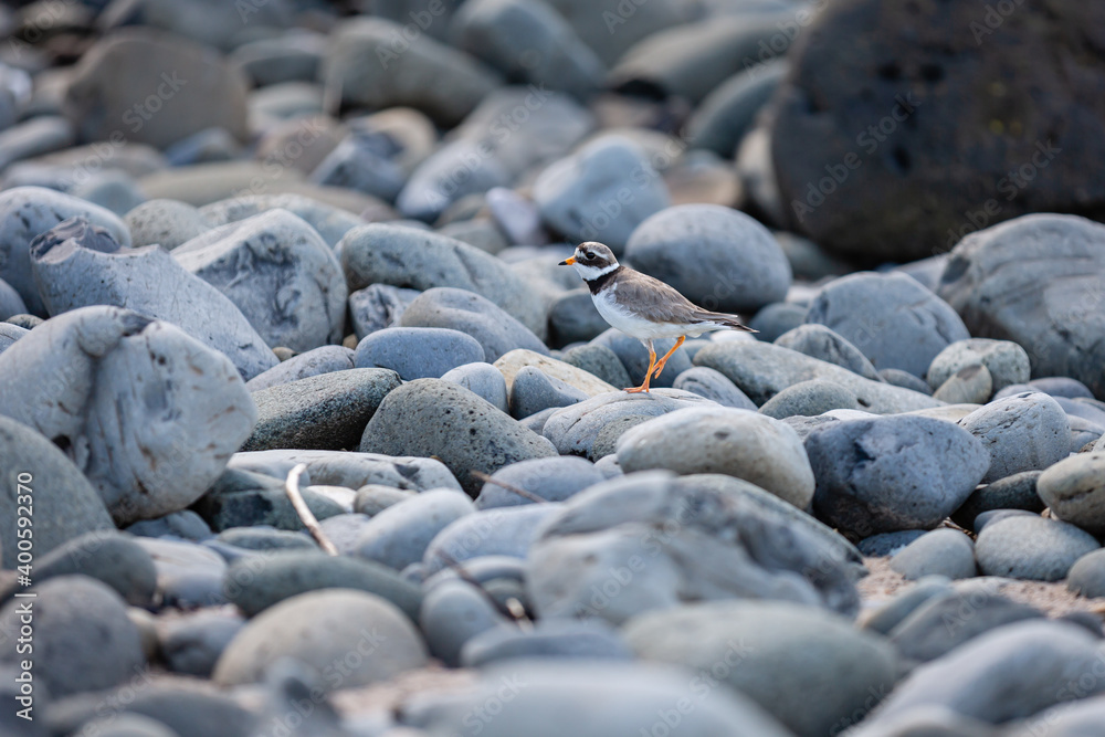 Ringed Plover on north coast northern ireland Ringed Plover on north coast northern ireland