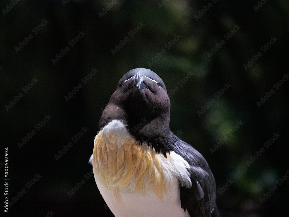 Fototapeta premium For enquiries: fredsounds at gmail.com