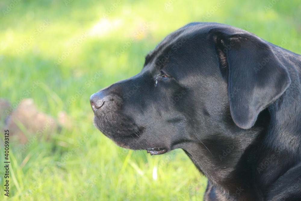 labrador7 labrador7