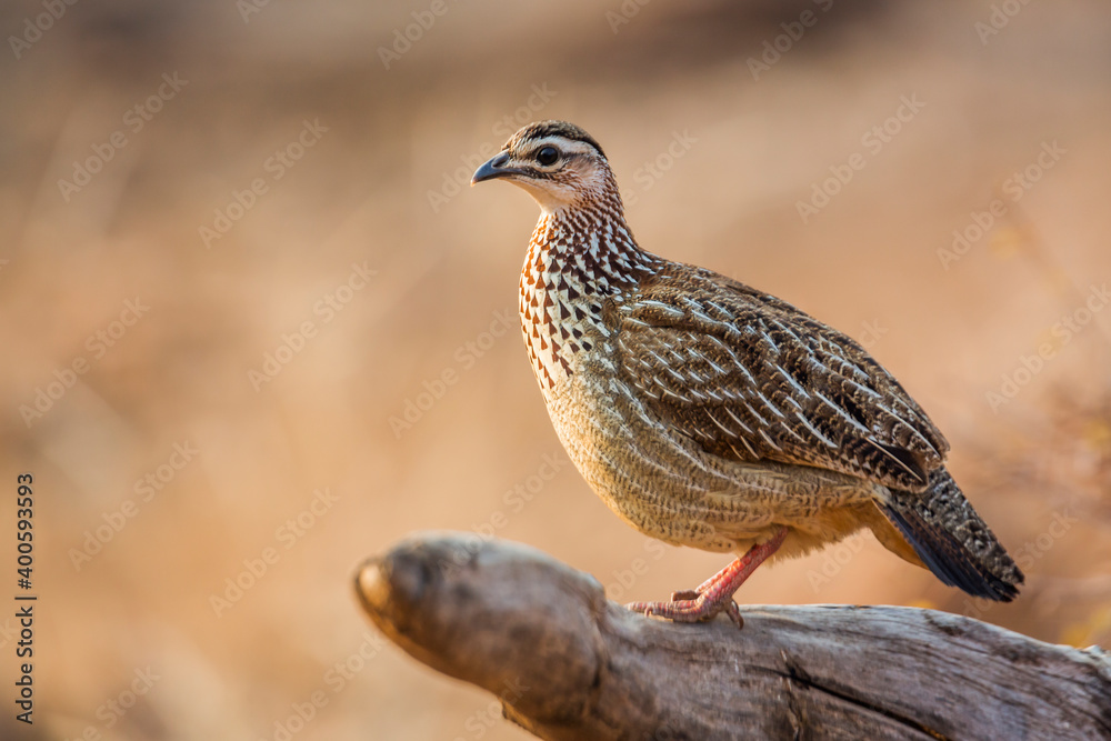 Crested Francolin standing on log in morning light in Kruger National park, South Africa ; Specie Dendroperdix sephaena family of Phasianidae Crested Francolin standing on log in morning light in Kruger National park, South Africa ; Specie Dendroperdix sephaena family of Phasianidae