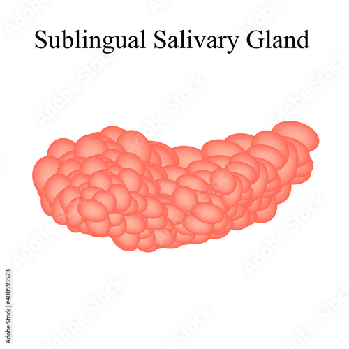Sublingual salivary gland. Vector illustration on isolated background