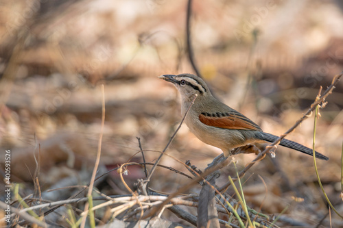 Black-crowned Tchagra in bush ground in Kruger National park, South Africa ; Specie Tchagra senegalus family of Malaconotidae