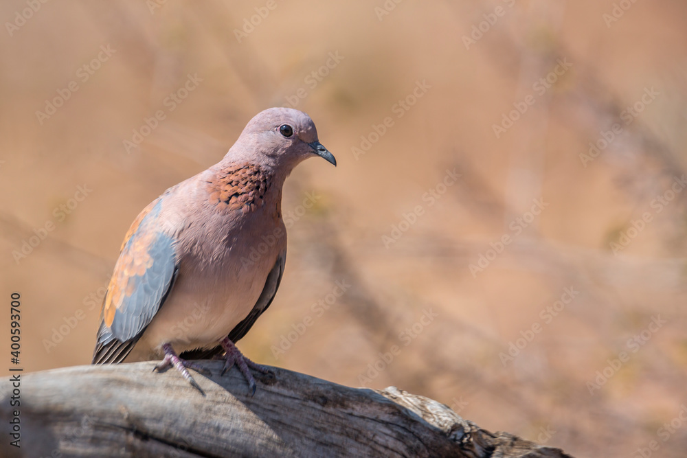 Fototapeta premium Laughing Dove standing in a log with blur background in Kruger National park, South Africa ; Specie Streptopelia senegalensis family of Columbidae