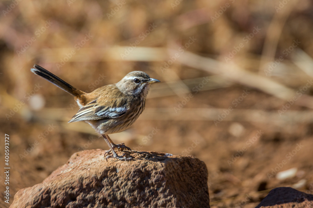 Red backed Scrub Robin with tail up standing on mud mound in Kruger National park, South Africa; specie Cercotrichas leucophrys family of Musicapidae Red backed Scrub Robin with tail up standing on mud mound in Kruger National park, South Africa; specie Cercotrichas leucophrys family of Musicapidae