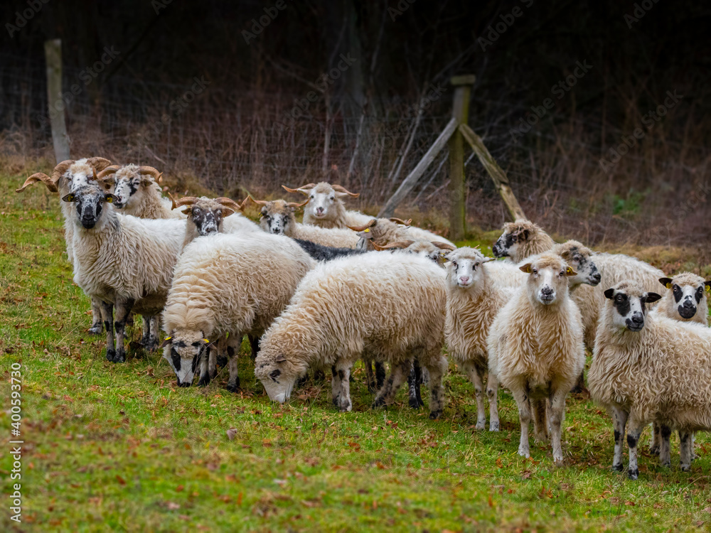 Obraz premium a herd of sheep on a farm