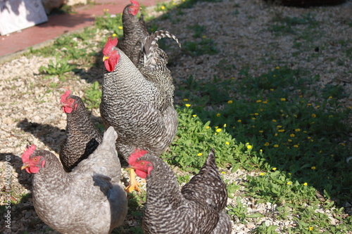 chickens3