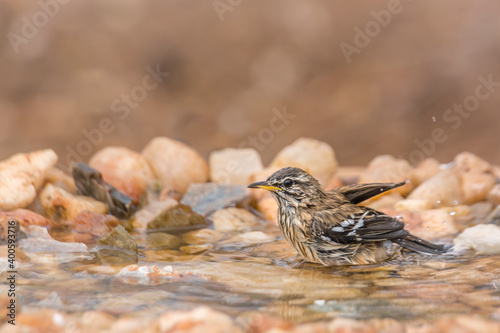 Red backed Scrub Robin bathing in waterhole in Kruger National park, South Africa; specie Cercotrichas leucophrys family of Musicapidae photo