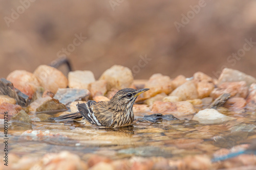 Red backed Scrub Robin bathing in waterhole in Kruger National park, South Africa; specie Cercotrichas leucophrys family of Musicapidae photo