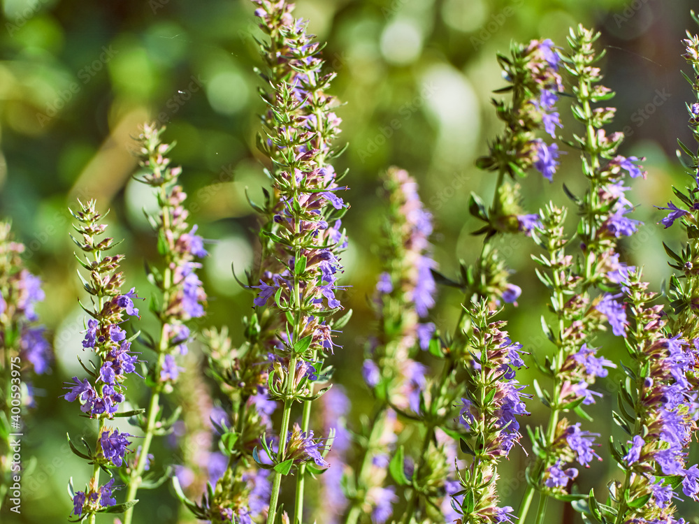 Fototapeta premium Purple flowers of hyssop (hyssopus officinalis)