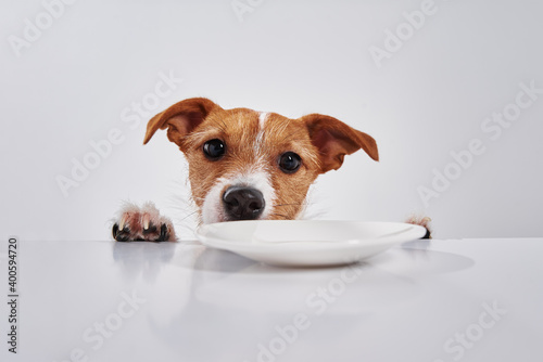 Jack Russell terrier dog with empty plate on table. Portrait of cute dog