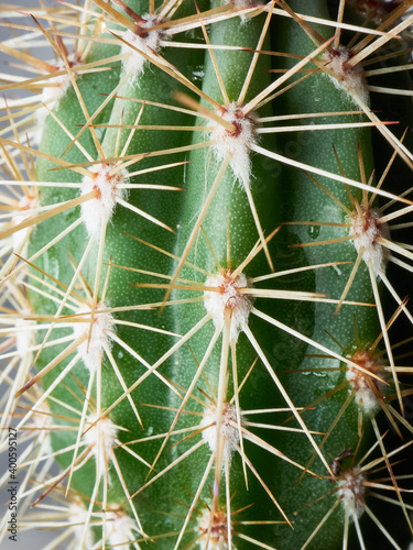 close up of a cactus plant  depth of field