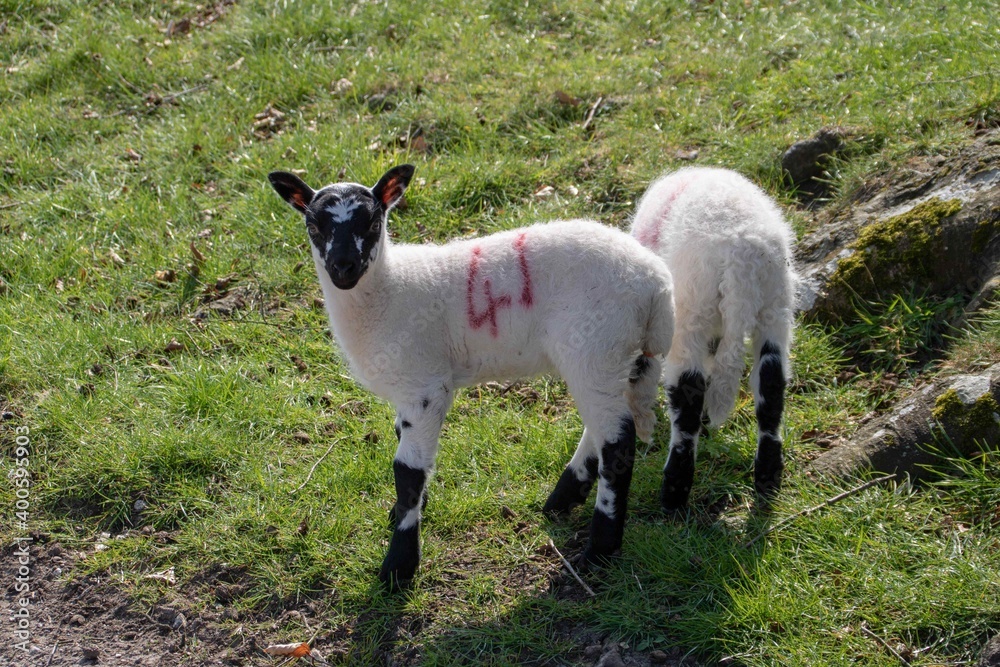 cute black and white lambs enjoying the spring sunshine cute black and white lambs enjoying the spring sunshine