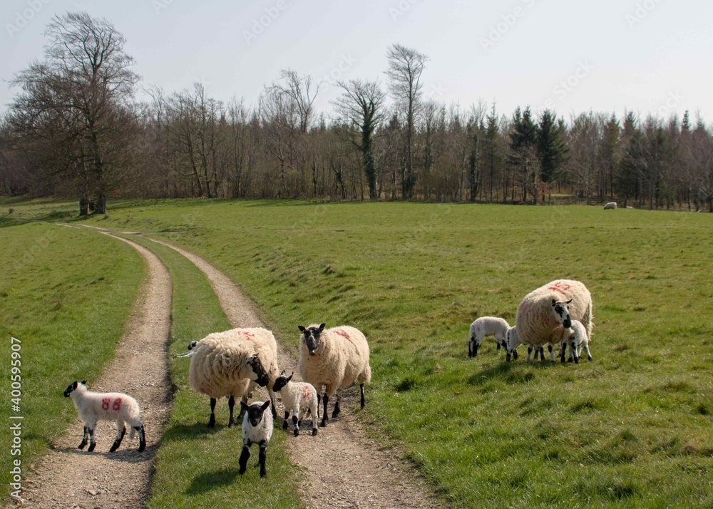 pretty black and white sheep with their lambs pretty black and white sheep with their lambs