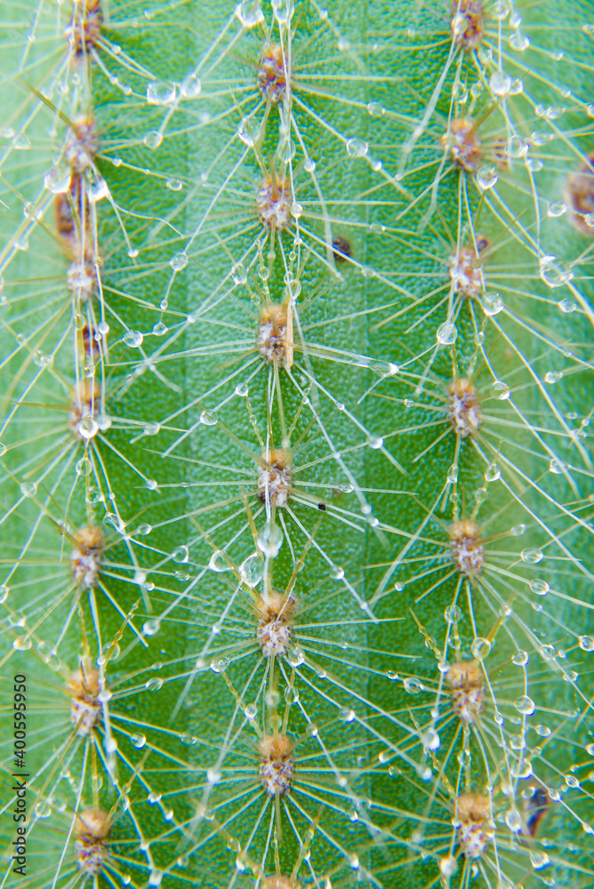 cactus with water drops