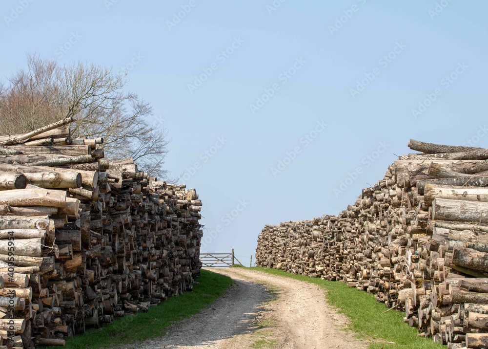footpath through log piles stacked and ready for the timber industry