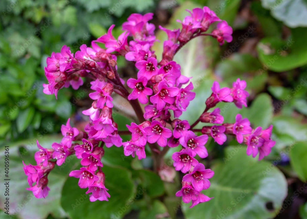 vibrant pink flowers of Bergenia cordifolia also known as heart leaf bergenia vibrant pink flowers of Bergenia cordifolia also known as heart leaf bergenia
