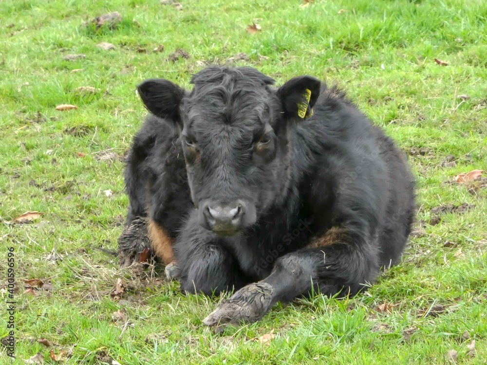 pretty black calf sitting in the grass pretty black calf sitting in the grass
