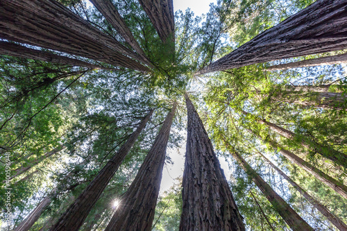 Redwood trees looking up in Muir Woods National Monument in Marin County, California, USA. © JHVEPhoto