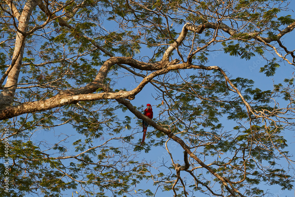Beautiful scarlet macaw, Ara macao, a large red, yellow, and blue parrot in Central and South American, sitting high in a tree, Bolivia, South America Beautiful scarlet macaw, Ara macao, a large red, yellow, and blue parrot in Central and South American, sitting high in a tree, Bolivia, South America