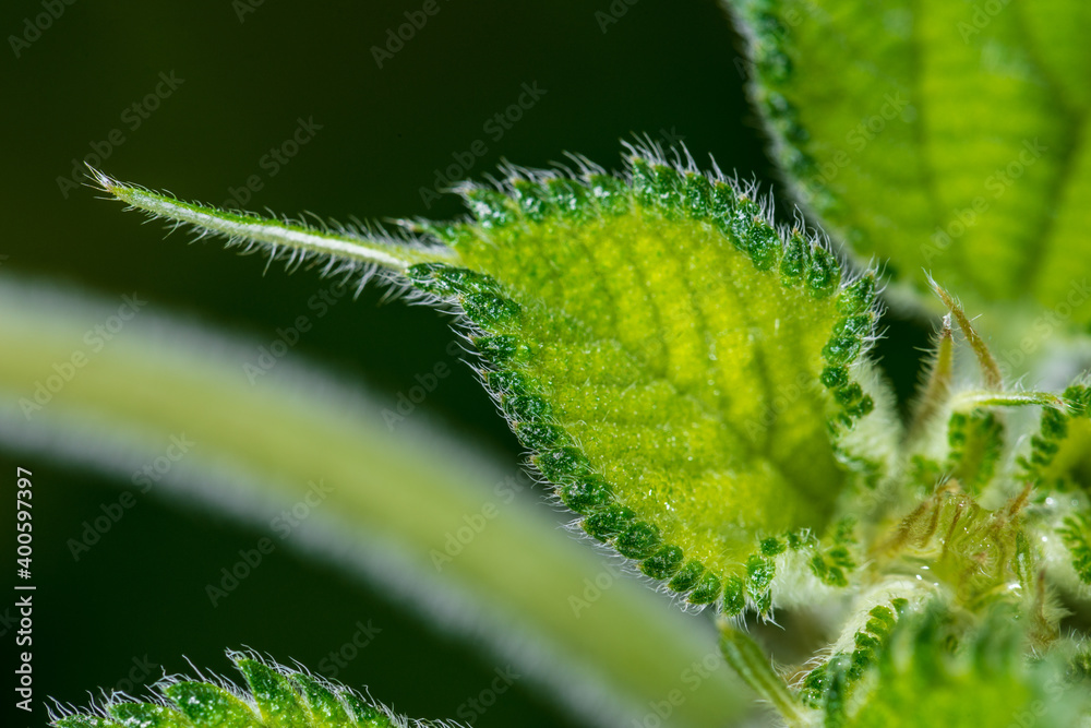 Developing Leaf of a Ramie (Boehmeria nivea) Plant Developing Leaf of a Ramie (Boehmeria nivea) Plant