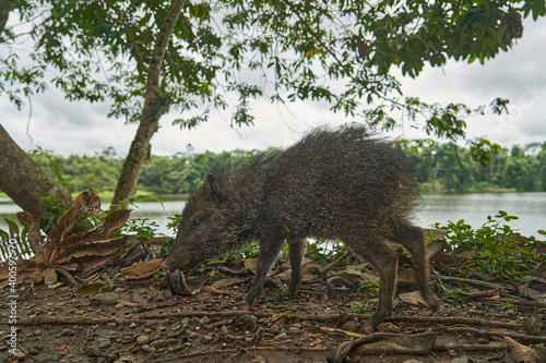cute little young wild boar being nosy in the rain forest of nueva loja  ecuador  south america