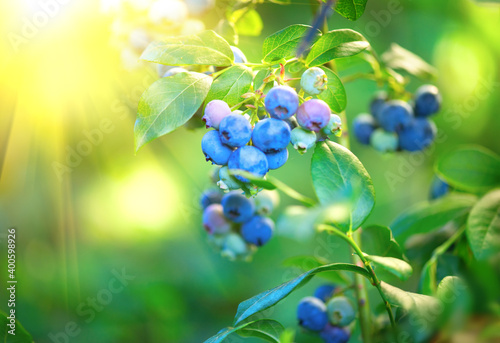 Blueberry. Fresh and ripe organic Blueberries plant growing in a garden. Diet, dieting, healthy vegan food. Blue berry hanging on a branch. Bio, organic healthy food 