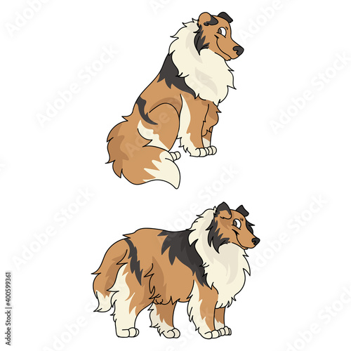 Cute cartoon Rough Collie dog vector clipart. Pedigree kennel doggie breed for kennel club. Purebred domestic puppy training for pet parlor illustration mascot. Isolated canine breed. 