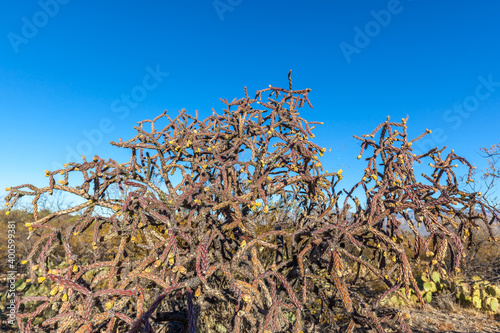 Foto Close up of the buckhorn cholla (Cylindropuntia acanthocarpa) in Saguaro National Park in Tucson, Arizona