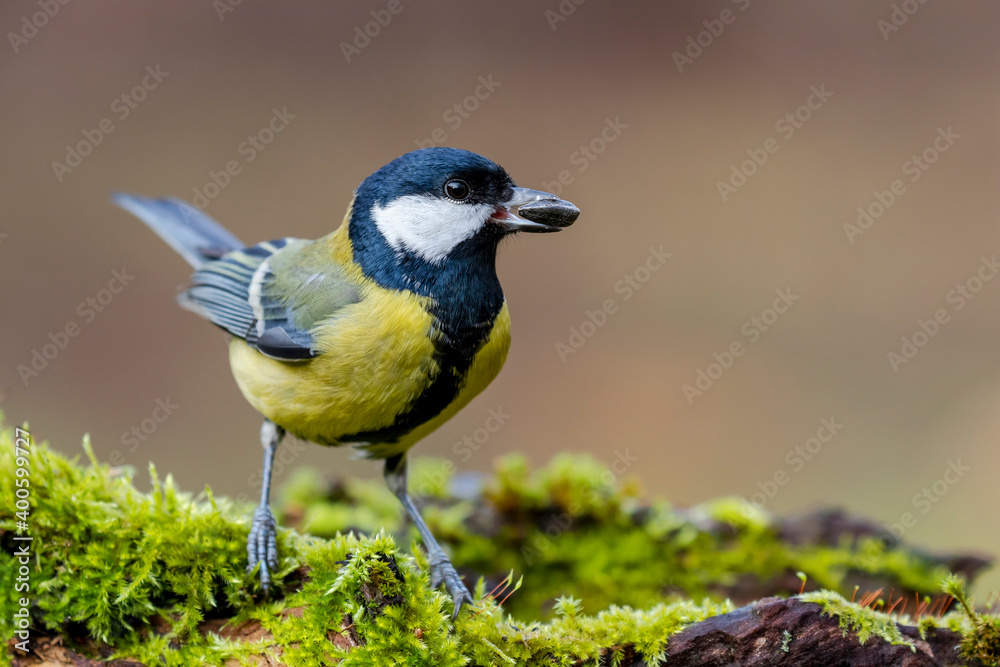 Obraz premium Great Tit (Parus major) sitting on a mossy log and with a sunflower seed in its beak on a uniform background