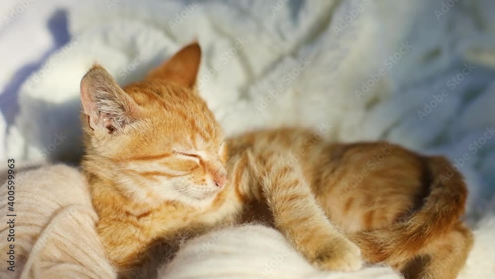 Cute ginger kitten with striped fur sleeps on cozy white blanket on the couch. Sweet dream concept Cute ginger kitten with striped fur sleeps on cozy white blanket on the couch. Sweet dream concept