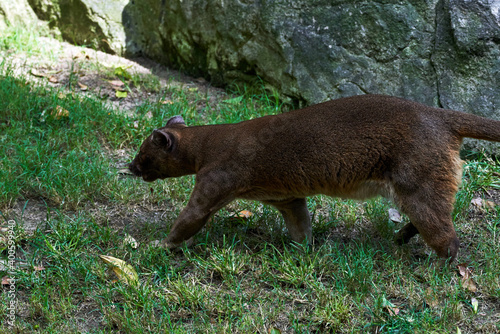 beautiful side portrait of a fossa walking on the grass in a zoo in valencia spain