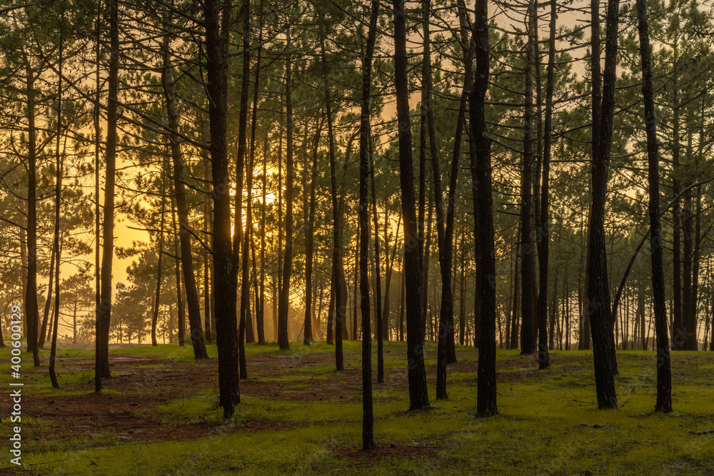 beautiful warm golden sunlight shines through a dense forest in the evening beautiful warm golden sunlight shines through a dense forest in the evening