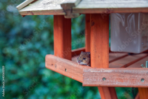house mouse watching out of a birdhouse