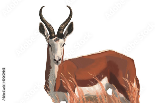 Antelope Springbok  in the orange grass.African wild black-tailed gazelle with long horns.Realistic drawing, illustration of the African savannah, isolated image on white background. photo