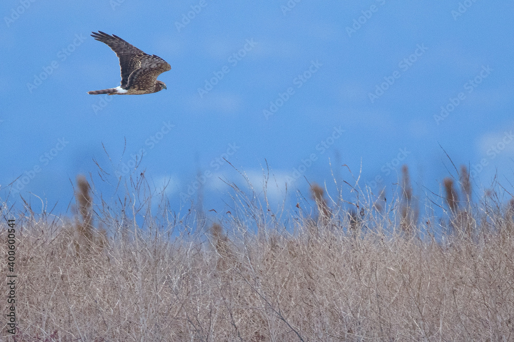 Close view of a female hen harrier gliding while hunting, seen in the wild in North California Close view of a female hen harrier gliding while hunting, seen in the wild in North California