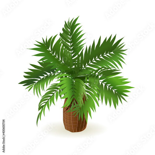 Palm tree isolated on white background for interior design in isometric illustration. Vector illustration