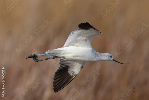 Extreme close-up of an American avocet flying, seen in the wild in a North California marsh  © ranchorunner