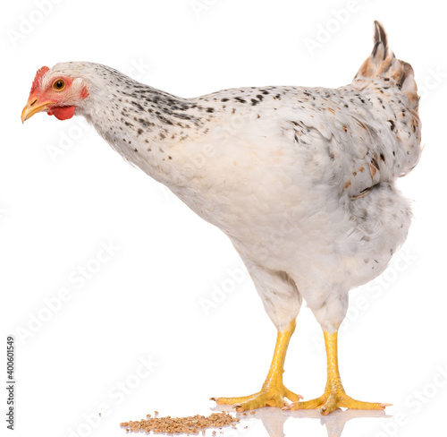 one white chicken isolated on white background, studio shoot