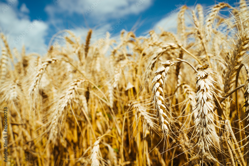 Agricultural field. Ripe ears of wheat. The concept of a rich harvest. Agricultural field. Ripe ears of wheat. The concept of a rich harvest.